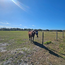 Horse-Barn-Wash-in-Winter-Haven-FL 6